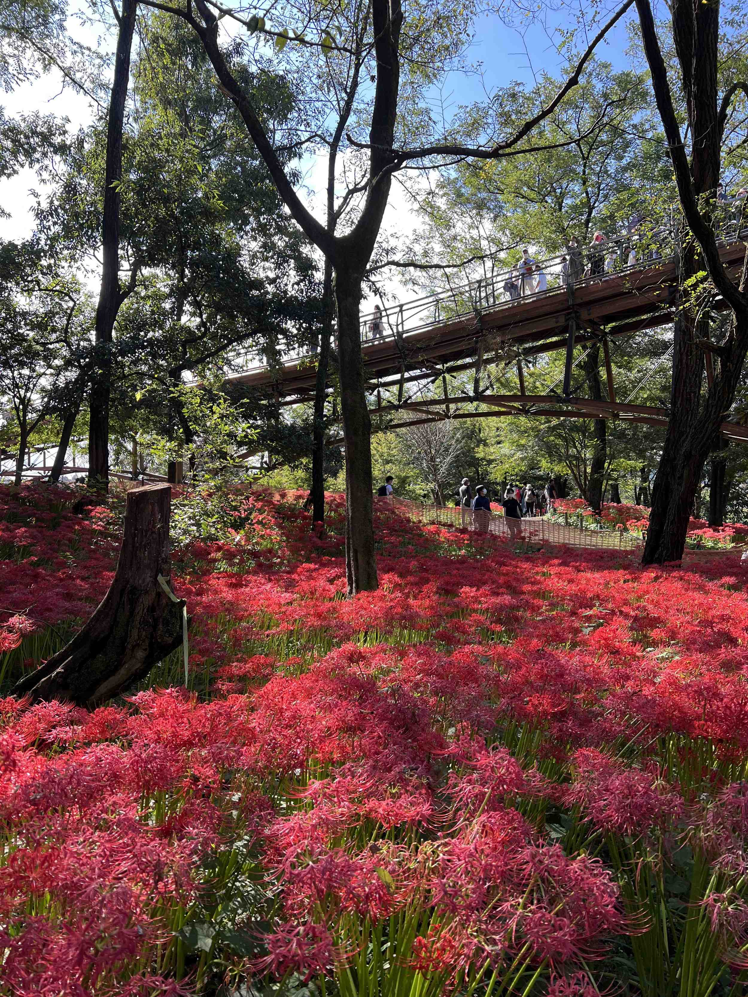 🏞️ 마키비 공원 (마키비코엔) 이미지 5